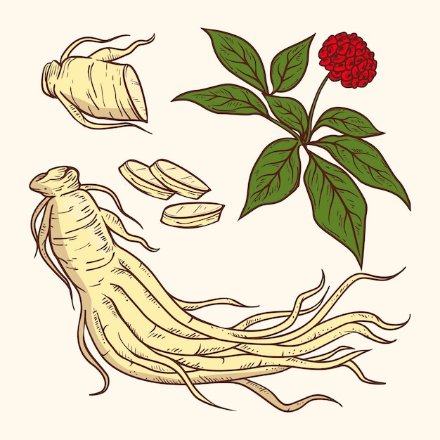 Colección de plantas de ginseng dibujado a mano realista