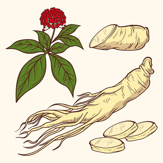 Vector gratuito colección de plantas de ginseng dibujado a mano realista