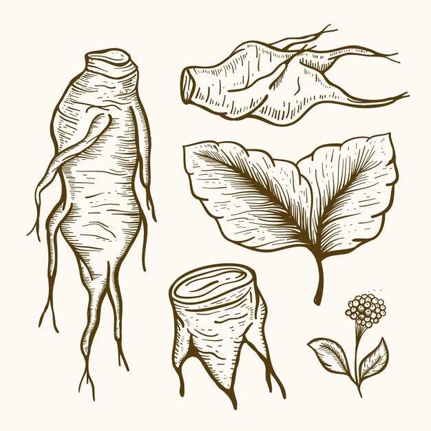 Colección de plantas de ginseng dibujado a mano realista