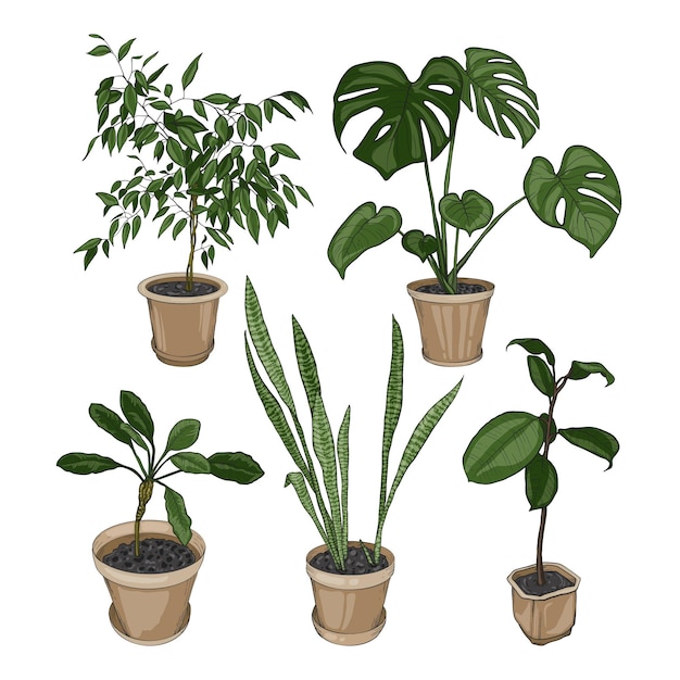 Vector gratuito colección de plantas de interior dibujadas a mano