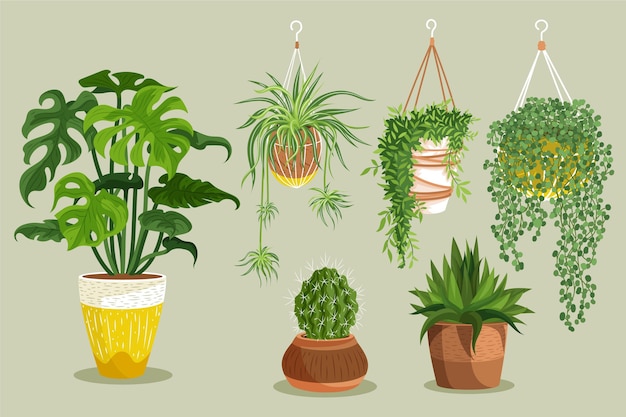 Vector gratuito colección de plantas de interior dibujadas a mano