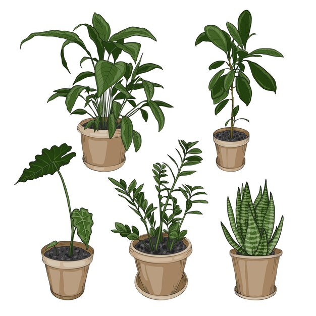 Colección de plantas de interior dibujadas a mano