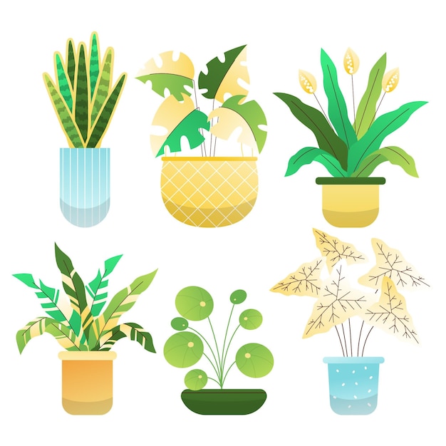 Vector gratuito colección de plantas de interior planas orgánicas