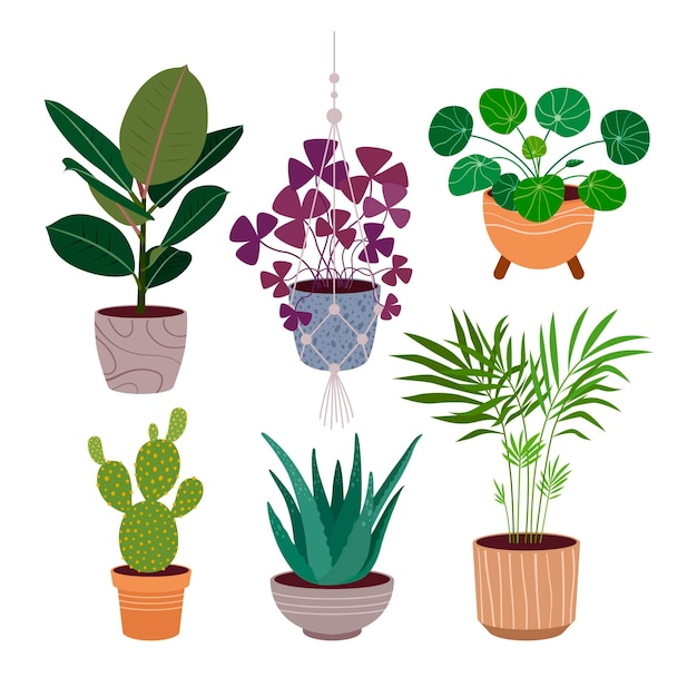 Colección de plantas de interior planas orgánicas