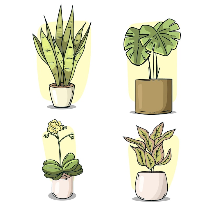 Vector gratuito colección de plantas de interior