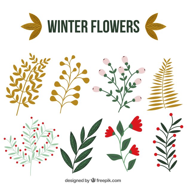 Colección de plantas de invierno con bonitas hojas