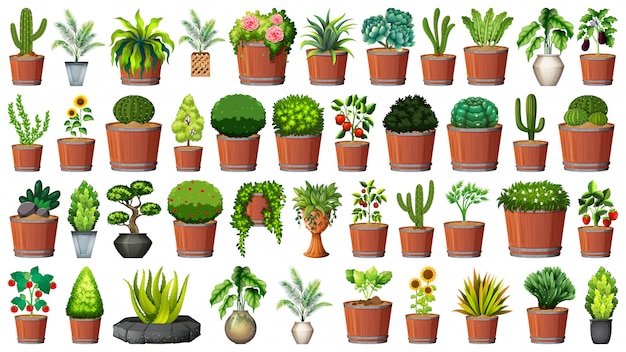 Vector gratuito colección de plantas en maceta en blanco