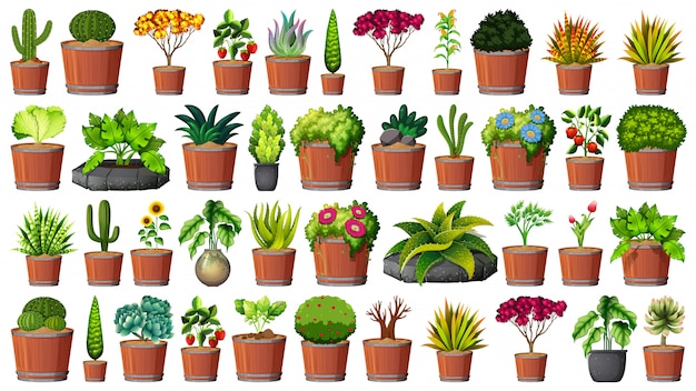 Vector gratuito colección de plantas en maceta en blanco