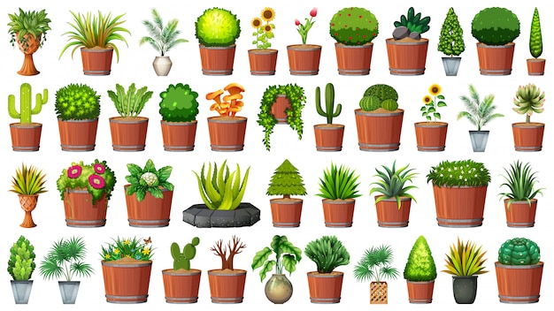 Vector gratuito colección de plantas en macetas en blanco