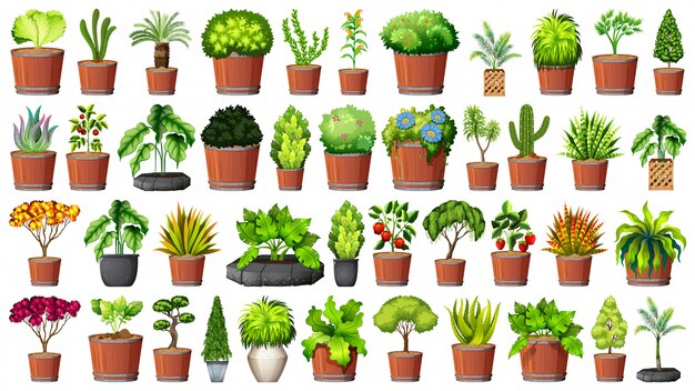 Colección de plantas en macetas en blanco