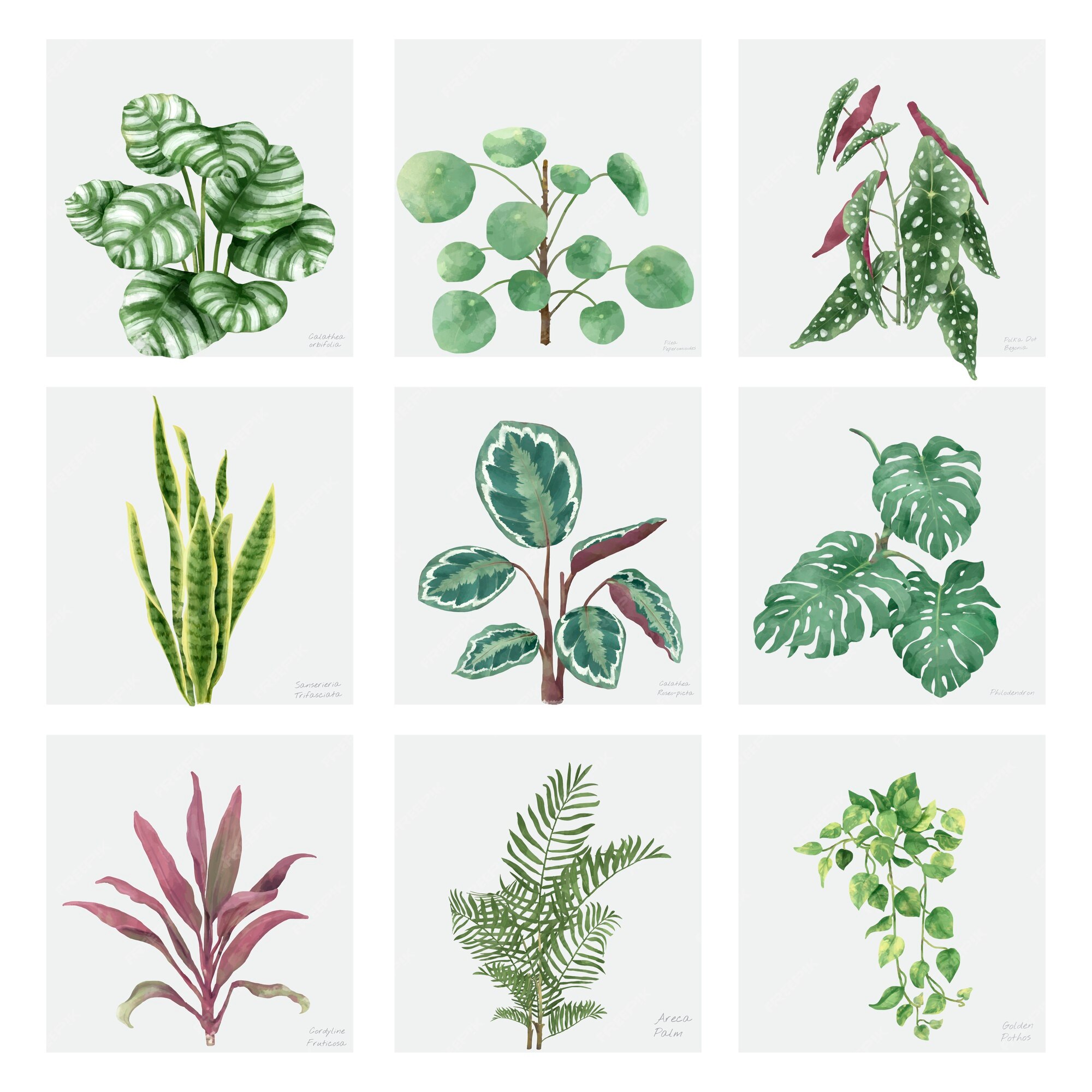 Colección de plantas ornamentales dibujadas a mano | Vector Gratis