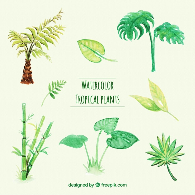 Vector gratuito colección de plantas tropicales de acuarela