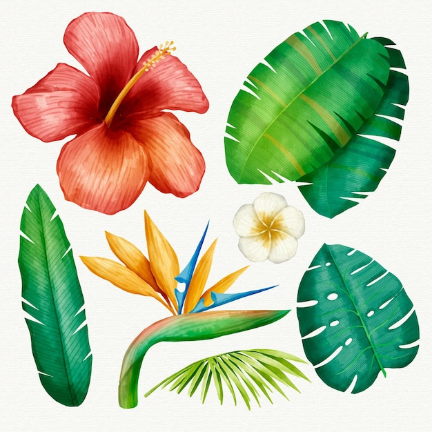 Vector gratuito colección de plantas tropicales ilustrada