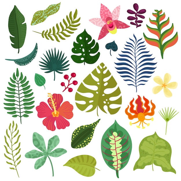 Vector gratuito colección de plantas tropicales