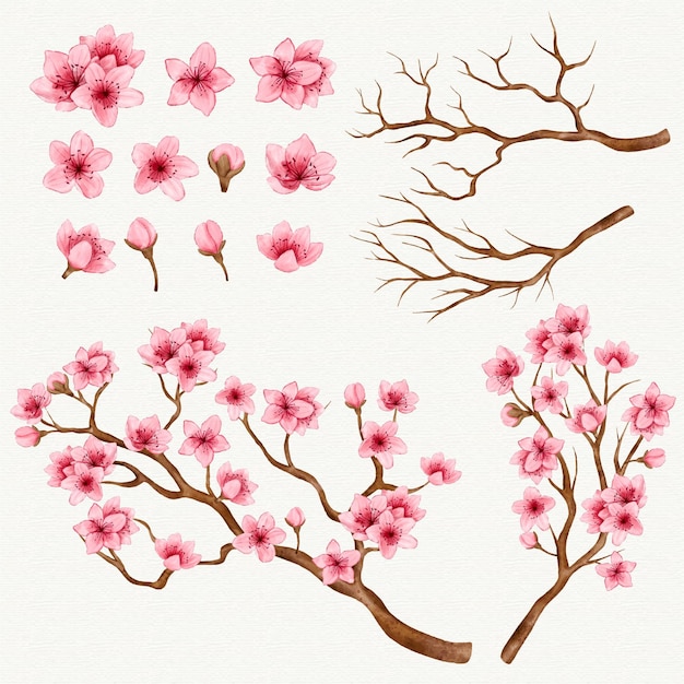 Colección de ramas y flores de sakura