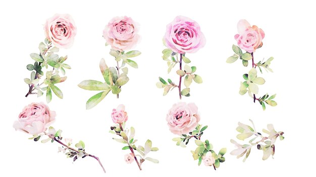 colección de ramas de rosas y hojas de acuarela