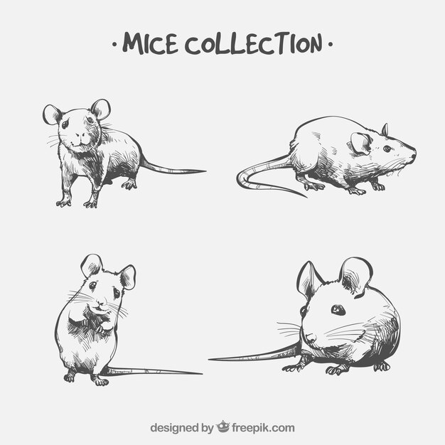 Colección de ratones dibujados a mano
