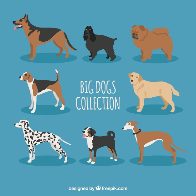 Colección de razas de grandes perros 