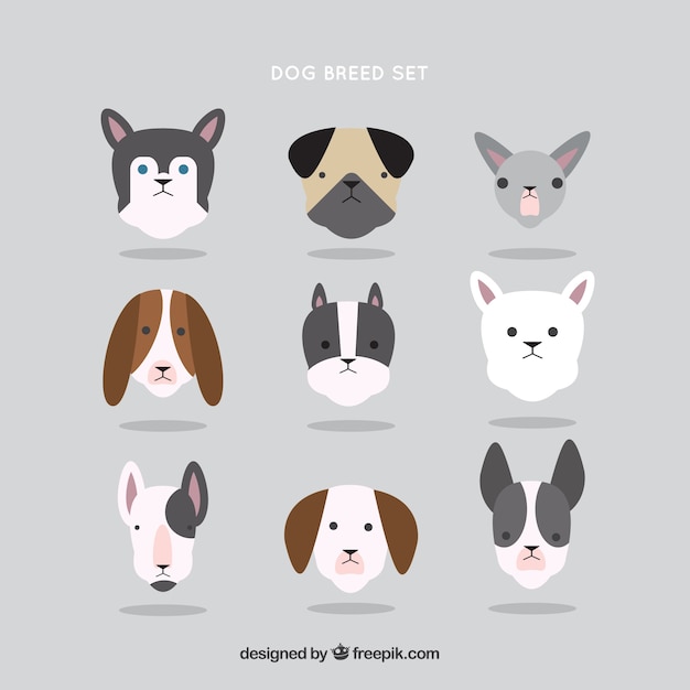 Vector gratuito colección de razas de perro en diseño plano