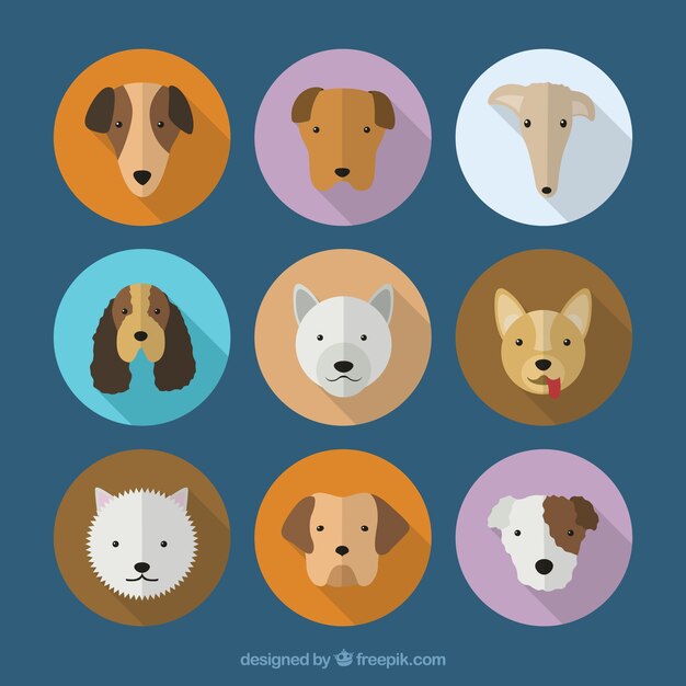 Colección de razas de perros