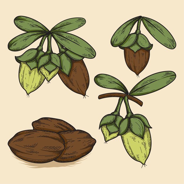 Colección realista de elementos de jojoba dibujados a mano.