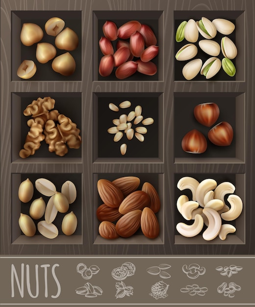 Colección realista de frutos secos orgánicos con nuez, maní, almendra, avellana, castaña, pistacho, anacardo piñones de Brasil