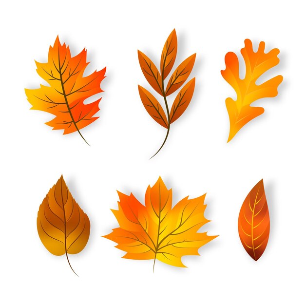 Colección realista de hojas de otoño