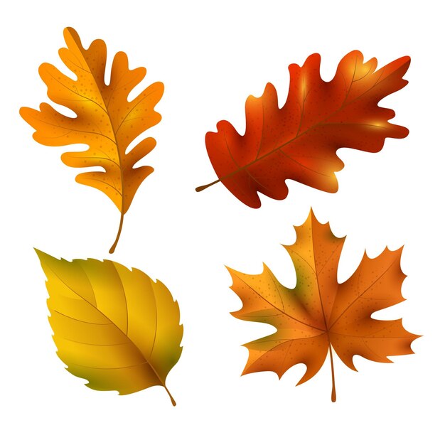 Colección realista de hojas de otoño