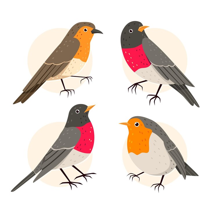 Vector gratuito colección robin dibujada a mano