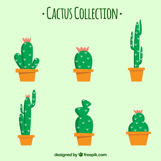 Colección de seis cactus
