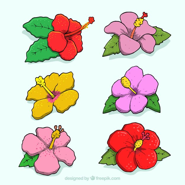Colección de seis flores tropicales dibujados a mano