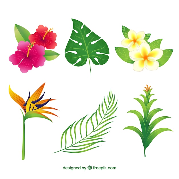 Vector gratuito colección de seis flores tropicales dibujados a mano