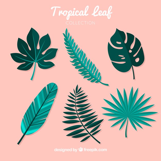 Colección de seis hojas tropicales