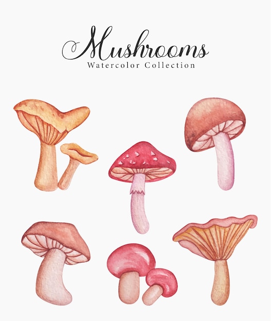 Colección setas acuarelas dibujadas a mano