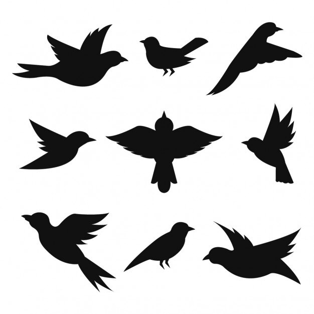 Colección de siluetas de aves
