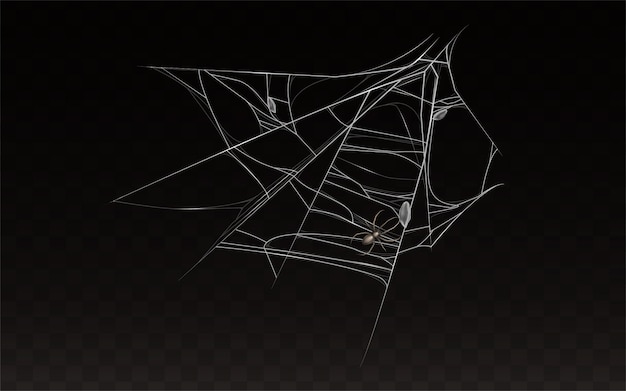 Vector gratuito colección de telaraña realista con araña en él.