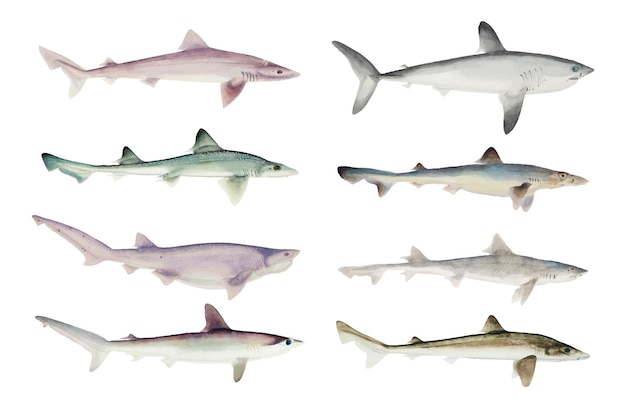 Colección tiburones dibujados a mano
