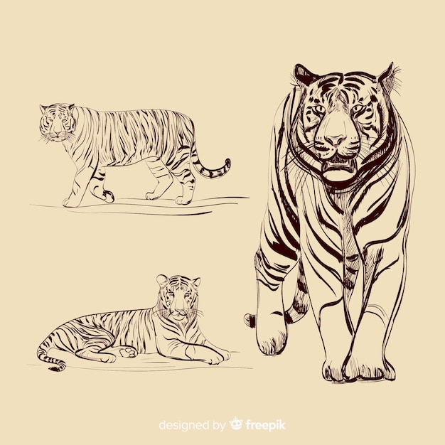 Vector gratuito colección tigres sin color dibujados a mano