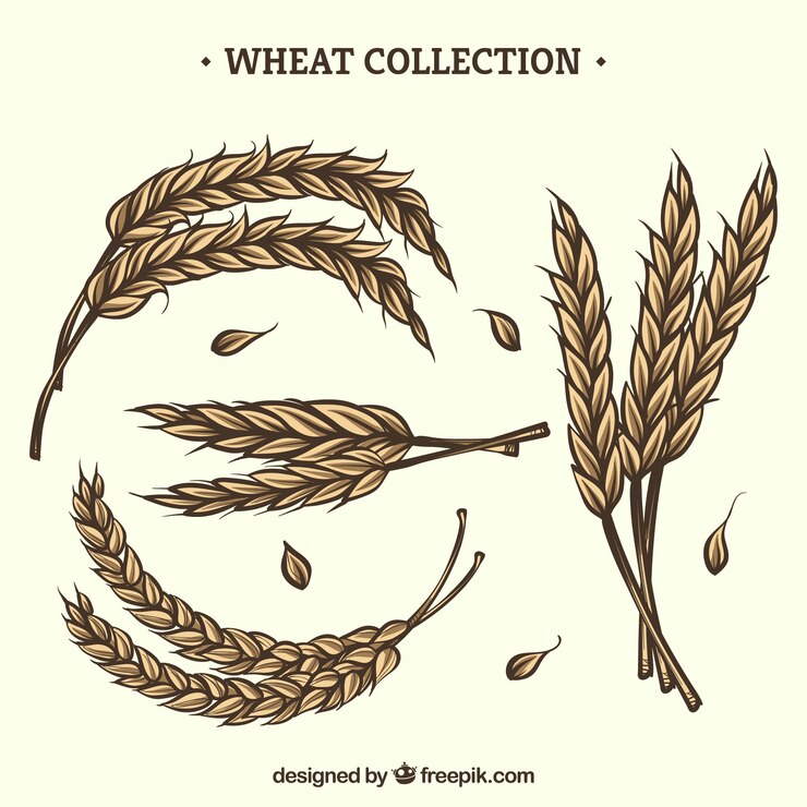 Vector gratuito colección de trigo hecha a mano