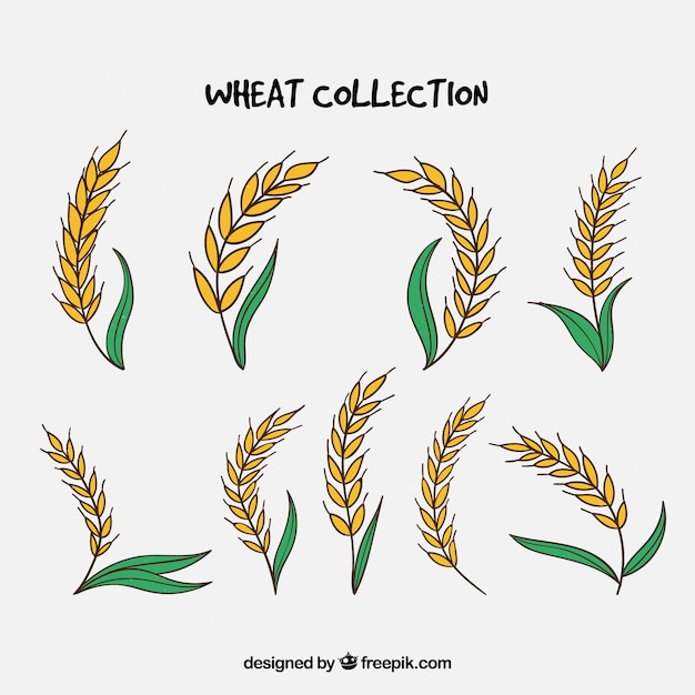 Vector gratuito colección de trigo hecho a mano