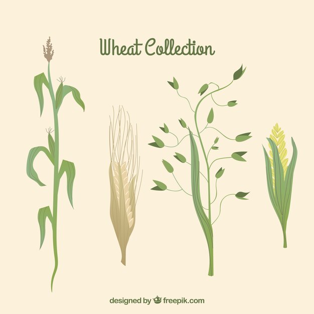 Colección de trigo plano
