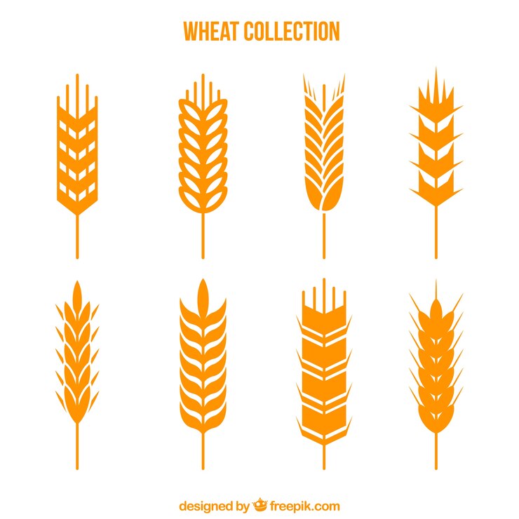 Vector gratuito colección de trigo plano