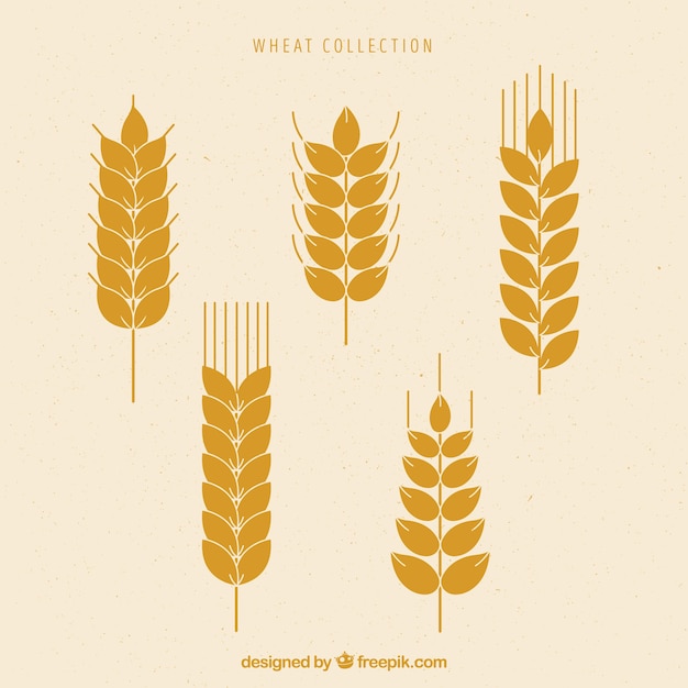 Vector gratuito colección de trigo plano