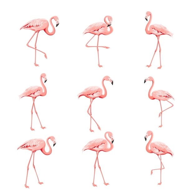 Colección tropical flamencos rosados