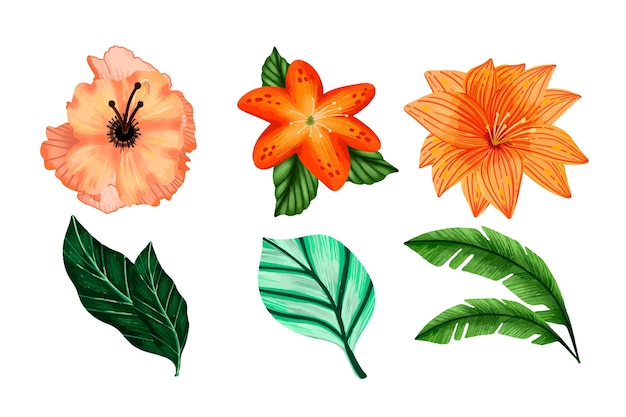 Colección tropical de flores y hojas