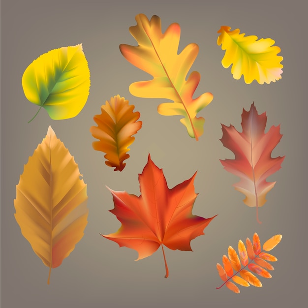 Colección de vector de hojas de otoño