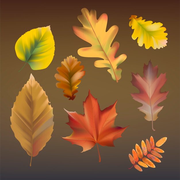 Colección de vector de hojas de otoño
