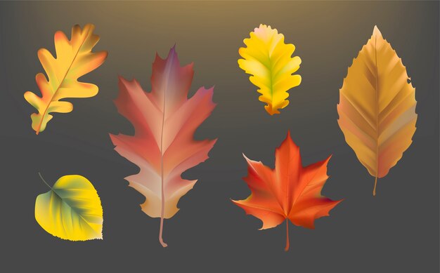 Colección de vector de hojas de otoño