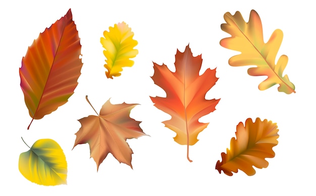 Colección de vector de hojas de otoño