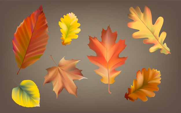Colección de vector de hojas de otoño